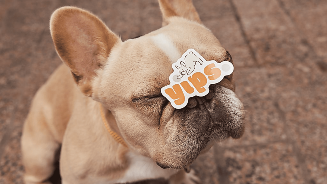 Adorable puppy with a colorful dog-themed logo sticker on its nose – a fun example of logo inspiration.