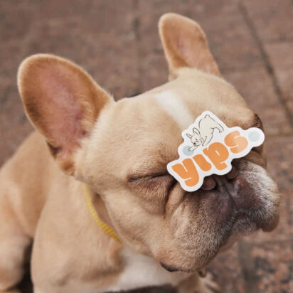 Adorable chiot avec un autocollant coloré en forme de logo sur le museau – un exemple amusant d’inspiration pour un logo.